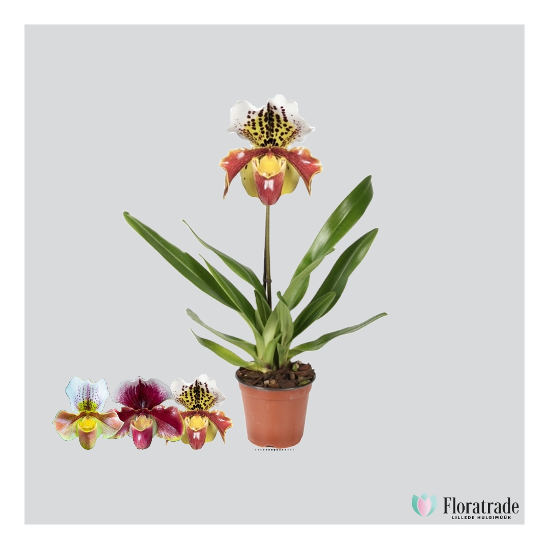 Paphiopedilum american hybrid mix.png (414 KB)